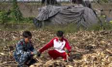 
        		大学生国庆8天假掰了7天半玉米 ！直言：“自己多弯一次腰父母就少吃一点苦”！	