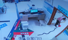 2米多长眼镜王蛇咬伤78岁老人 女婿“拎蛇”冲进医院 可取吗?