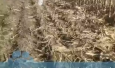 
        		一家人掰2小时玉米后发现不是自家地 ！直言：都是街坊邻居，装好后才去自家地 ！	