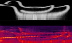 这都行！有人用鸟存储数据 速度可达2MB/s