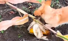 
        		主人称狗狗下地掰玉米掰了三年了 ！网友：果然是凭实力吃饭 ！	