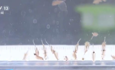 新疆沙漠首次发现盐水丰年虾:是地球上现存较为古老的物种之一 !