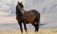 女子在景区摸马肚子:结果被狠狠咬一口 !