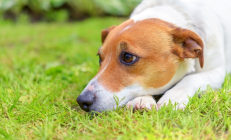 业主在小区内踩狗粪摔成十级伤残:未找到狗主人 本人主责物业次责